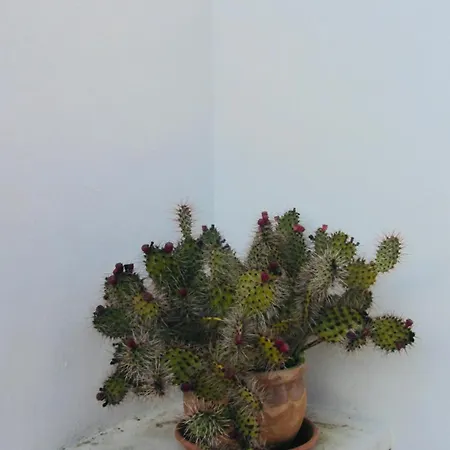 Casa Della Scrittrice Bed & Breakfast